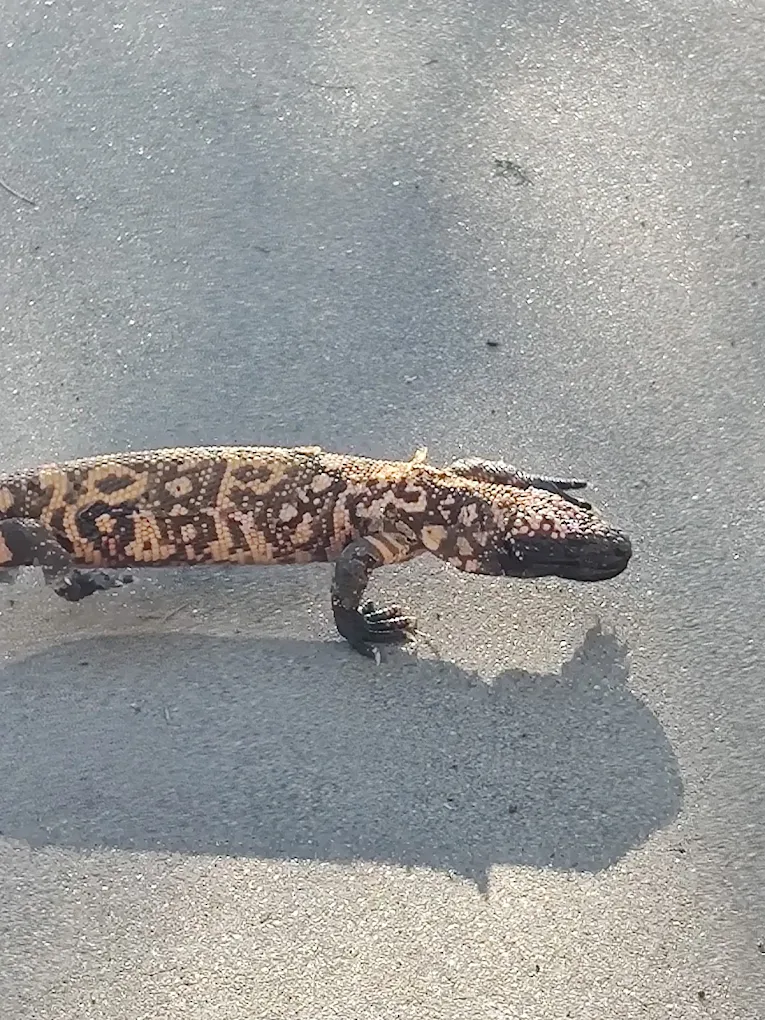 A gila monster stopping by a Tucson job site
